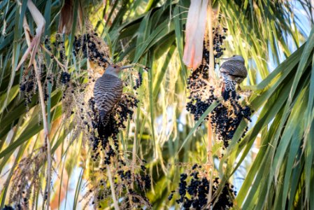 Northern flicker (Colaptes auratus) eating palm fruit