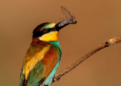 En hide Córdoba