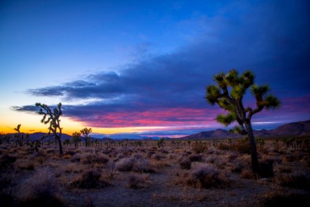 Joshua trees in Queen Valley at Sunset photo
