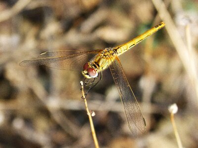 Beauty insect libellulidae