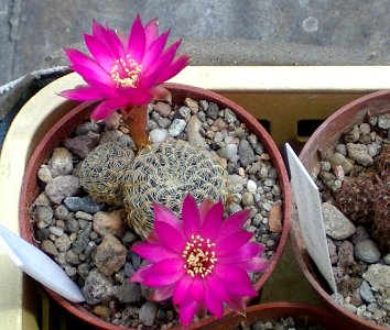 Sulcorebutia gemmae PHA 510B [Author PTKS Public Domain]