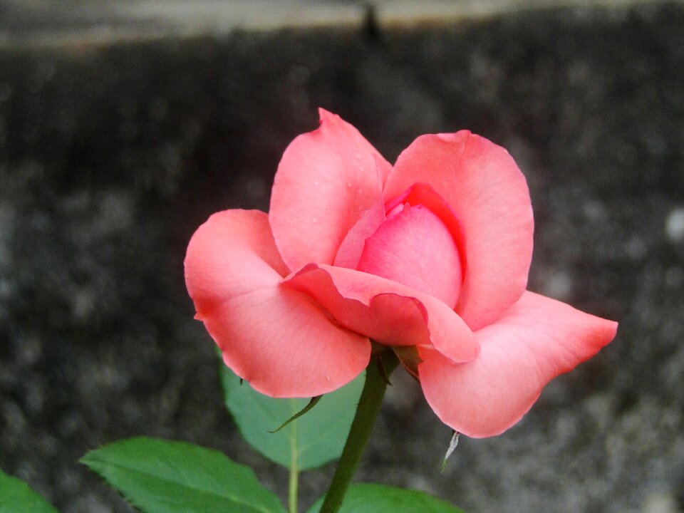 Rose bush plant button