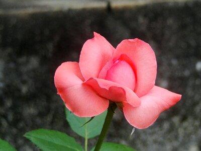 Rose bush plant button