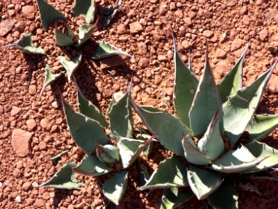 Cibola Mittens Hike