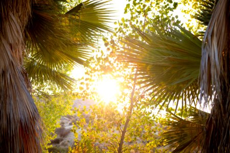 California fan palm (Washingtonia filifera) fronds and Frémont's cottonwood (Populus fremontii) foliage at Cottonwood Springs photo