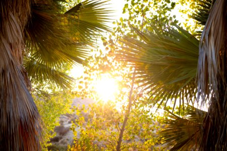 California fan palm (Washingtonia filifera) fronds and Frémont's cottonwood (Populus fremontii) foliage at Cottonwood Springs