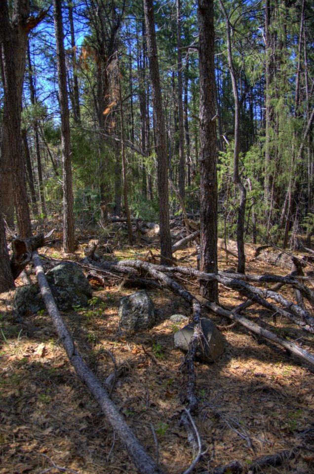 Kelsey Trail