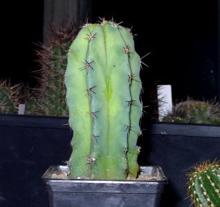 Myrtillocactus cochal [Author PTKS Public Domain]