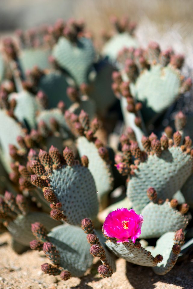 Beavertail cactus (Opuntia basilaris var. basilaris)