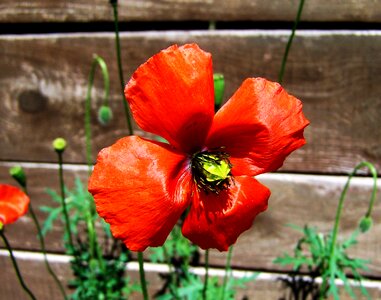 Red poppy spring wildflower meadow flower