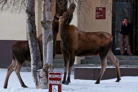 Moose on base