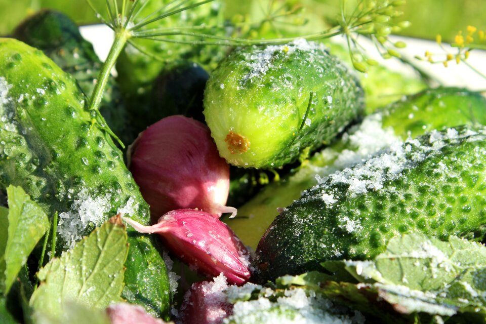 Salting pickled harvesting