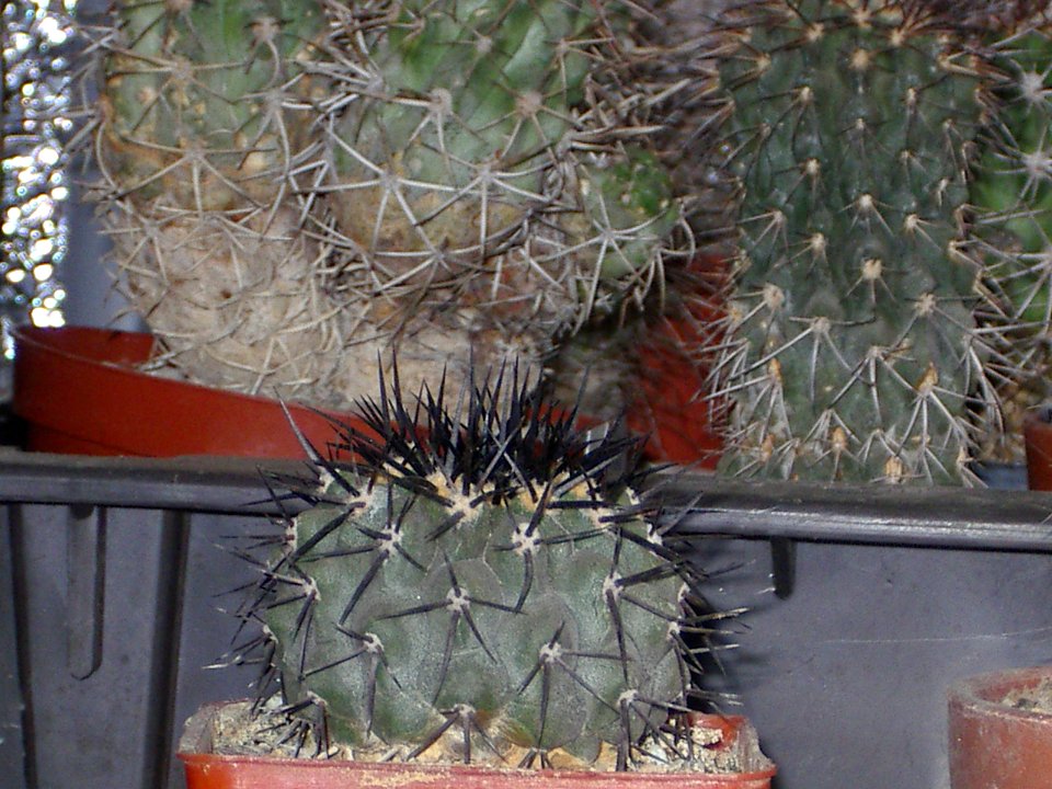 Copiapoa cinerea [Author PTKS Public Domain]