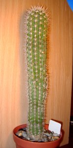 Pachycereus pringlei [Author PTKS Public Domain]