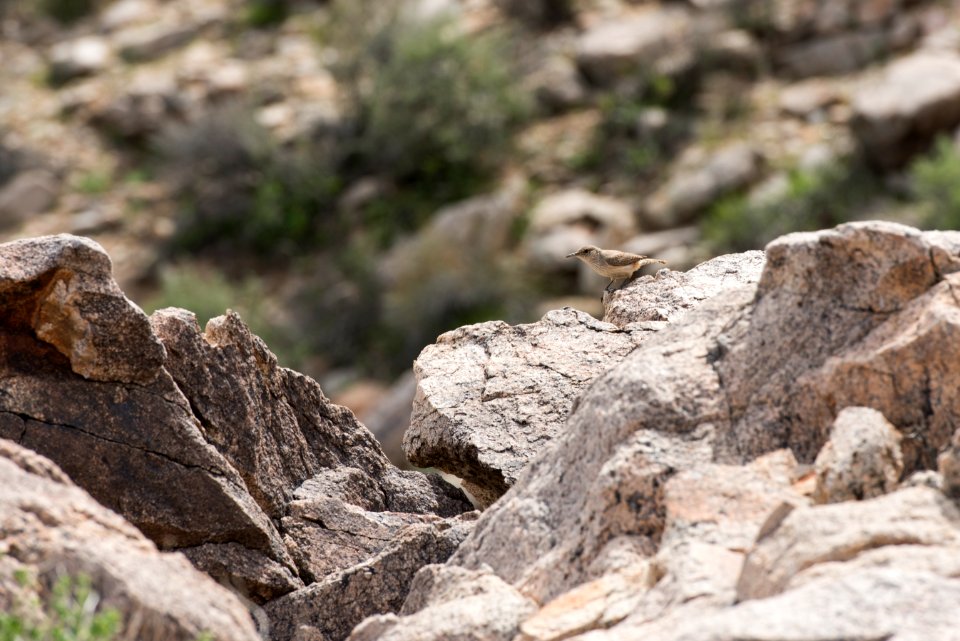Canyon wren (Catherpes mexicanus)