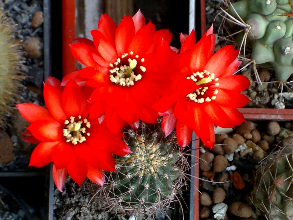 LOBIVIA SALTENSIS