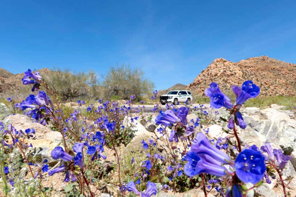 California bluebell (Phacelia campanularia) and park ranger vehicle in the Cottonwood area