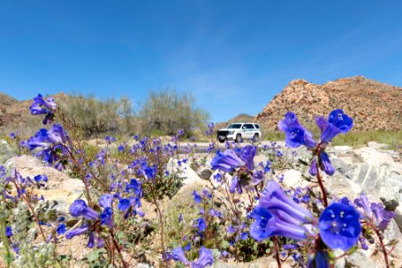 California bluebell (Phacelia campanularia) and park ranger vehicle in the Cottonwood area photo