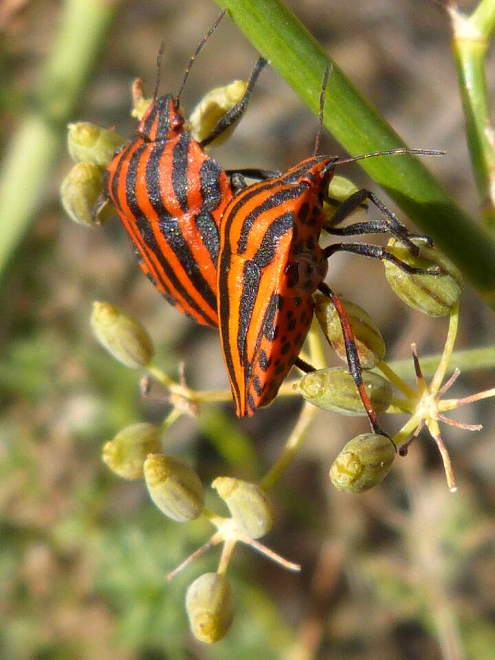 Couple small orange
