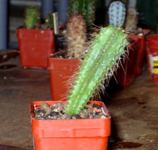 Rooksbya euphorbioides [Author PTKS Public Domain]