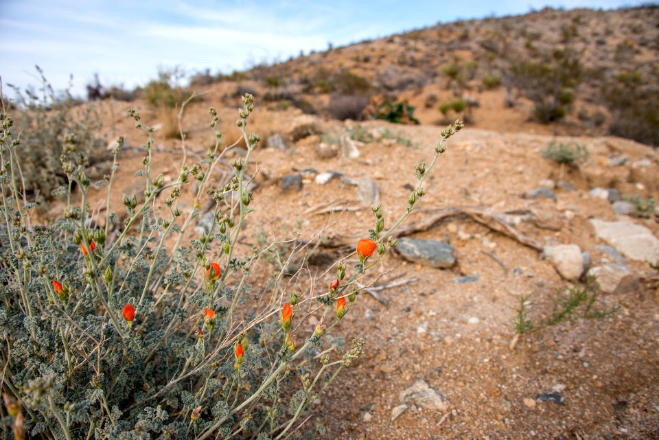 Globemallow (Sphaeralcea ambigua)