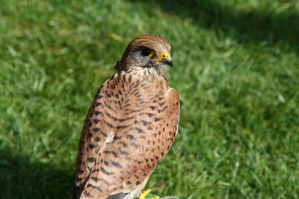 Wild animal bird of prey nature