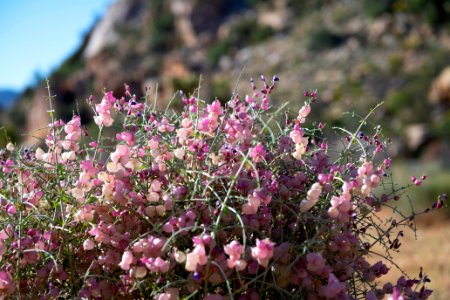 Paperbag bush (Scutellaria mexicana) photo