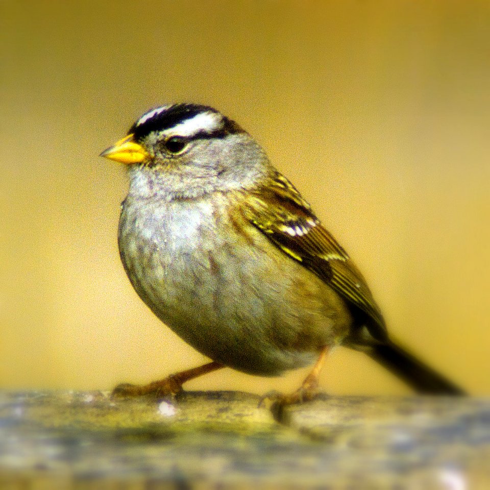 White-crowned Sparrow