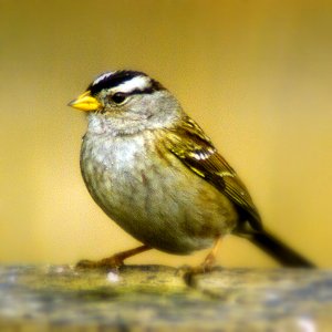 White-crowned Sparrow