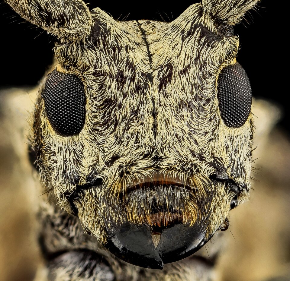 Eyes wildlife nature