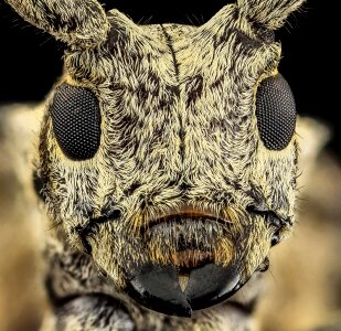 Eyes wildlife nature