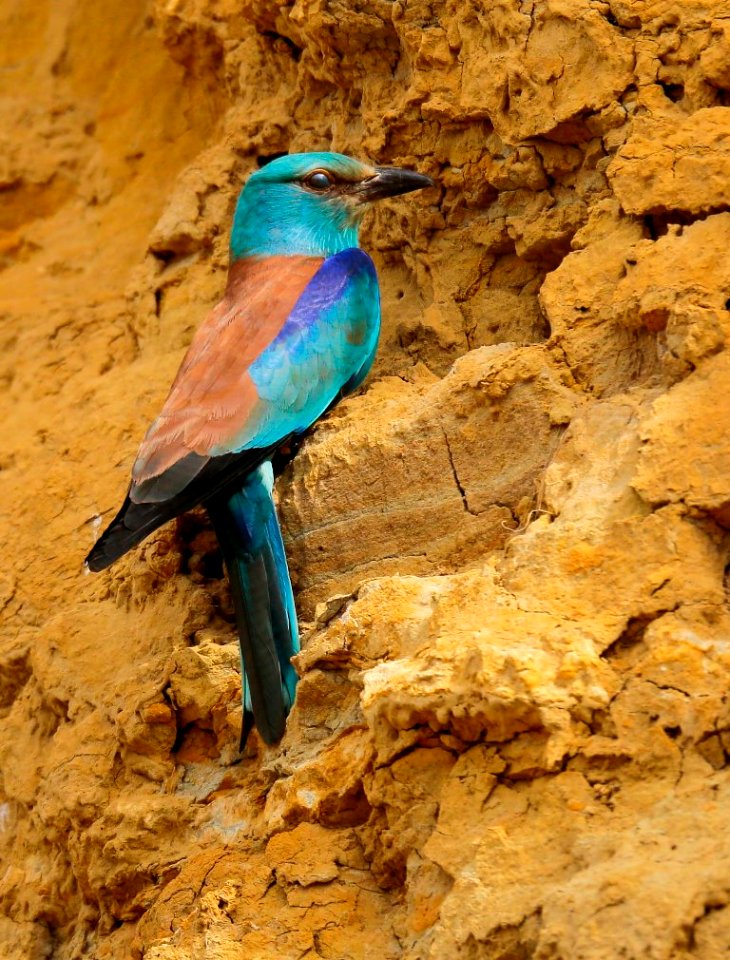 Un día de hide en la campiña de Córdoba