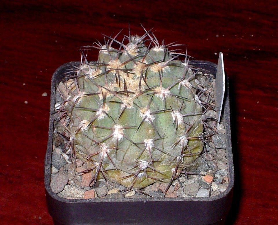 Acanthocalycium griseum P144 Punta de Balasto [Author PTKS Public Domain]