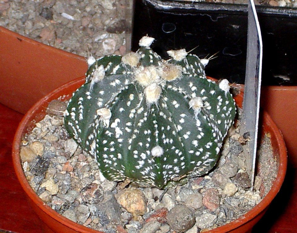 Astrophytum Ooibo [Author PTKS Public Domain]