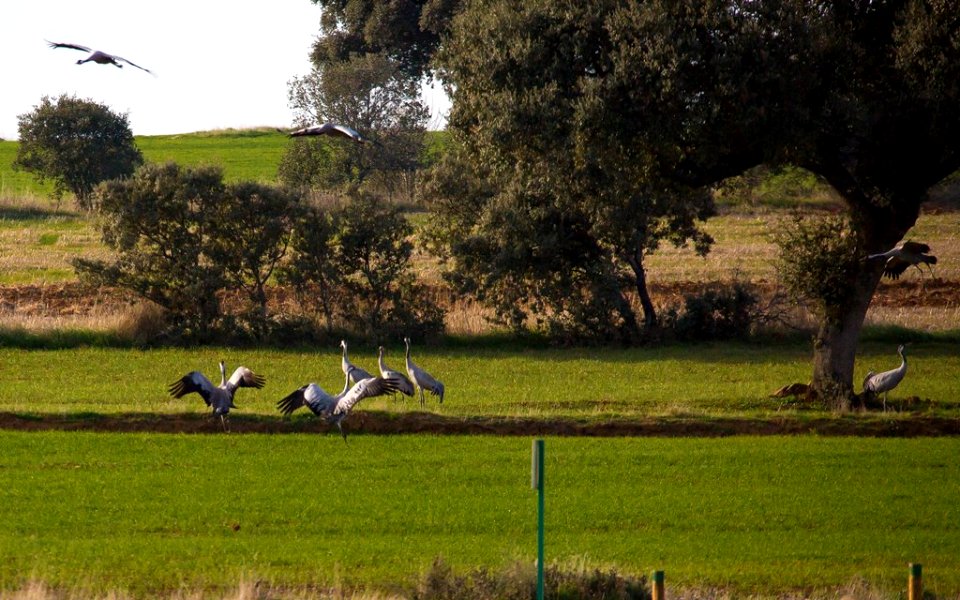 Esteparias ZEPA alto Guadiato