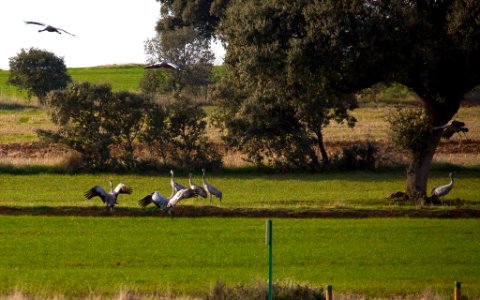 Esteparias ZEPA alto Guadiato