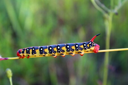 Bright poisonous macro