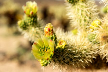 Flowering Cholla cactus (Cylindropuntia bigelovii) photo
