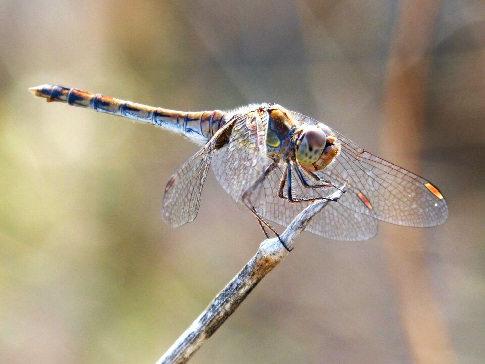 Look insect wings