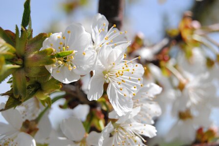 Spring almond tree white
