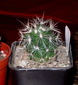 Turbinicarpus horripilus [Author PTKS Public Domain]