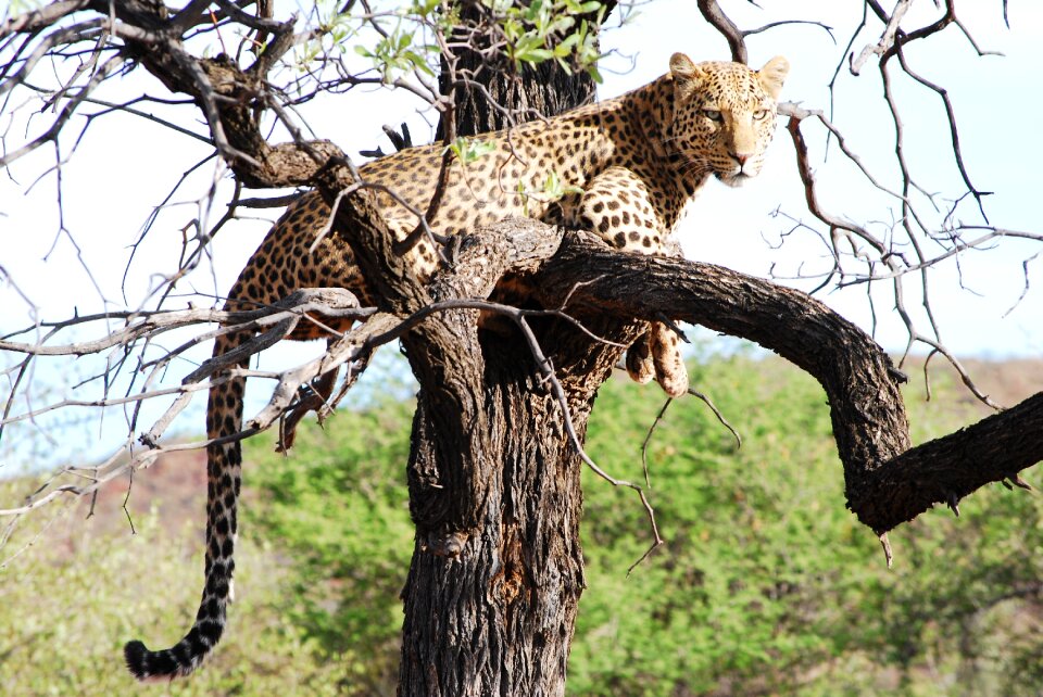 Free elegance wildlife