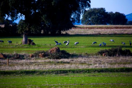 Esteparias ZEPA alto Guadiato