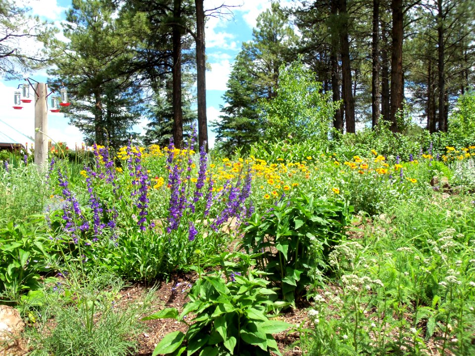 Arboretum at Flagstaff Penstemon Festival