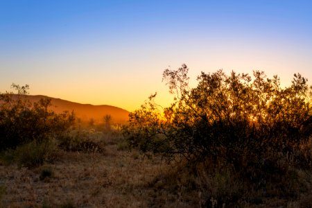 Creosote bush in Queen Valley at Sunset photo
