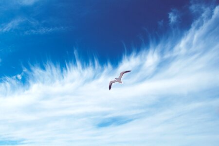 Blue clouds flying photo