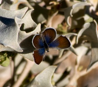 Pygmy Blue Butterfly photo