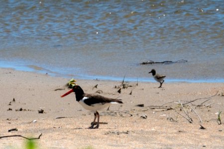Adult American oystercatcher and chick at Cape Point