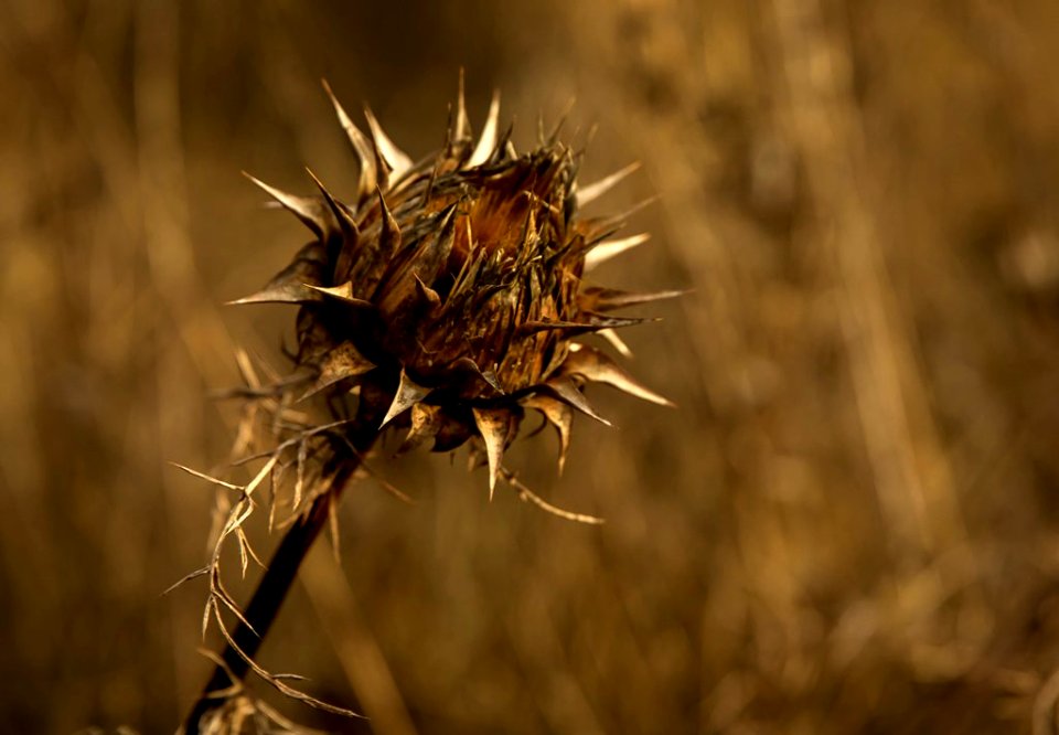 Fotografiando el Otoño