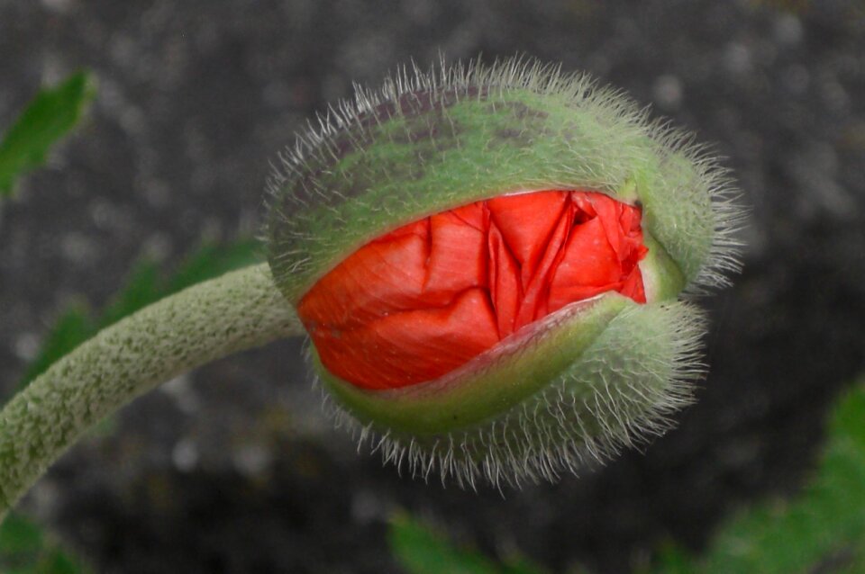 Nature plant red